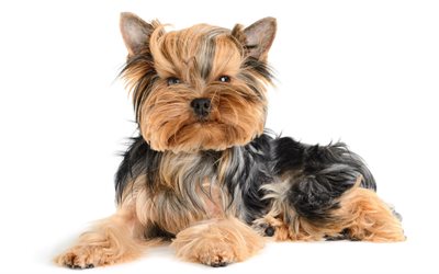 Yorkshire Terrier, close-up, cute dog, Yorkie, fluffy dog, dogs, cute animals, pets, Yorkshire Terrier Dog