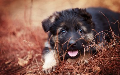 German Shepherd, pets, puppy, close-up, cute animals, bokeh, dogs, German Shepherd Dog