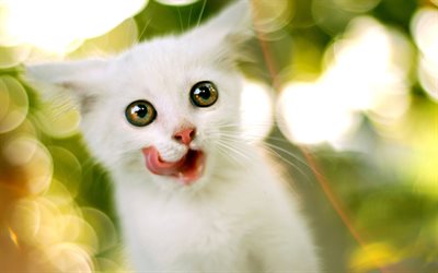 Turkish Angora, puppy, kitten, cats, white cat, pets, Turkish Angora Cat