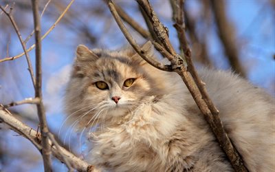 Selkirk Rex, fluffy gray cat, cute animals, pets, cat on a branch