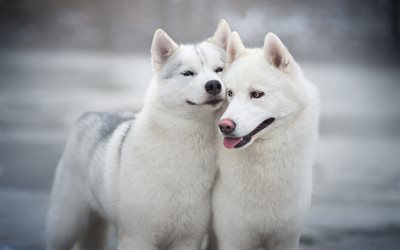 Blanco Husky, dos perros, animales divertidos, perros blancos, Husky Siberiano, la amistad, los conceptos