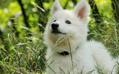 Samoyedo, cachorro, perro blanco, c&#233;sped, animales lindos, peludo perro, perros, mascotas, Perro Samoyedo