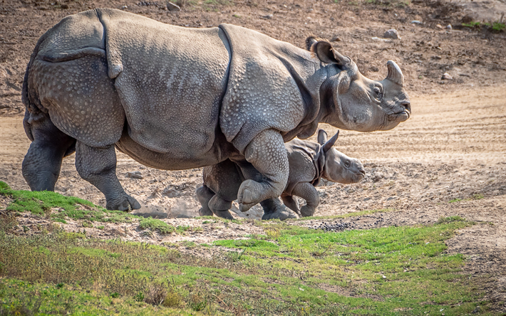 Download wallpapers Indian rhinoceros, rhino, wildlife, mother and cub,  Rhinoceros unicornis for desktop free. Pictures for desktop free