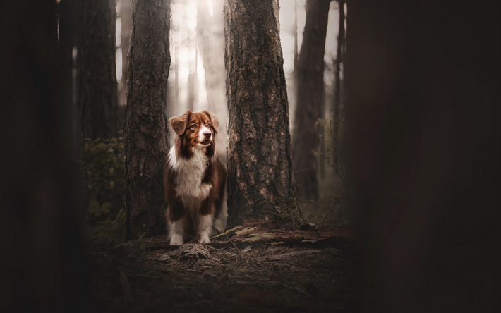 Australian Shepherd Dog, stor brun Aussie, skogen, s&#246;ta djur, hundar