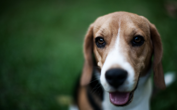 Beagle, close-up, bokeh, des chiens, des pelouses, des animaux mignons, des animaux de compagnie, Chien Beagle