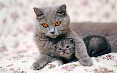 British Shorthair Cat, mother and cub, kitten, domestic cat, family, cats, cute animals, British Shorthair