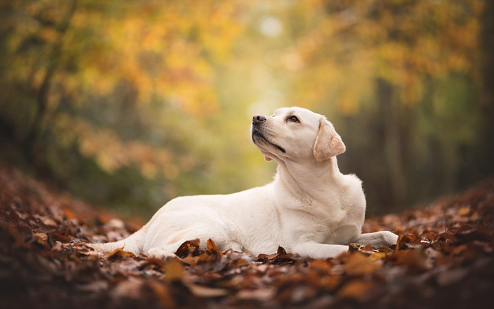 large beige dog, labrador retriever, autumn, fallen dry leaves, cute animals, dogs