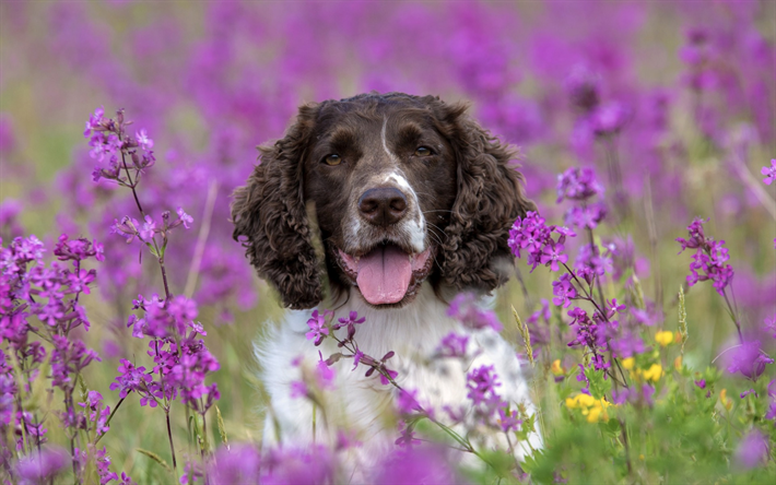 english springer spaniel, curly dog, cute animals, pets, dog in the grass, flowers