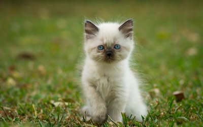 Ragdoll, sad kitten, denectic cat, bokeh, cute animals, small Ragdoll, cats, pets, Ragdoll Cats