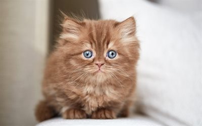 イギリスふわふわの子猫, 茶色の小猫, チョコレート仔猫, 面白い動物, 茶色の子猫と青い眼