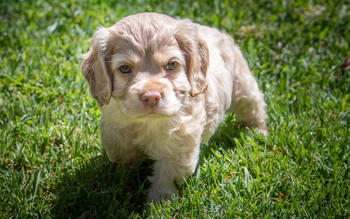 少しの可愛い子犬, パニエル, 巻きのパピー, かわいい動物たち, 小犬, パニエルブランドを表示, 緑の芝生