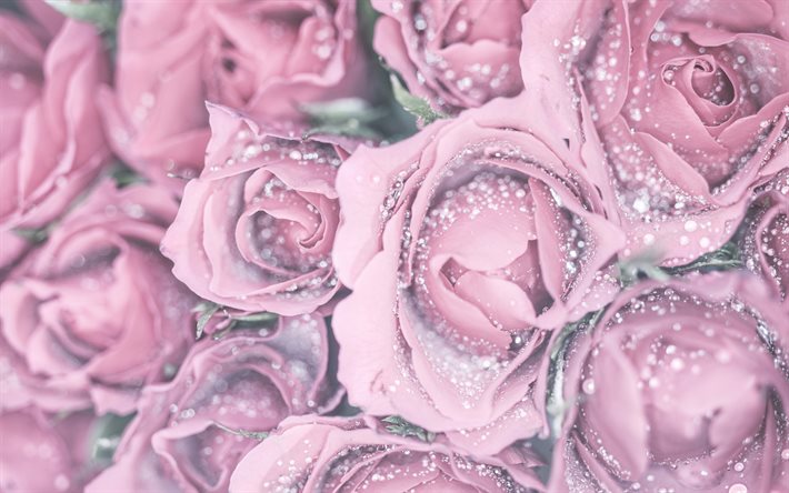 rosas moradas, fondo de capullos de rosa, rosas con gotas de agua, fondo con rosas moradas, fondo morado floral, rosas
