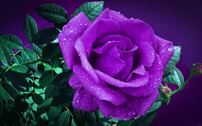 rosa violeta, bokeh, flores violetas, rocío, flores hermosas, capullos violetas, rosas