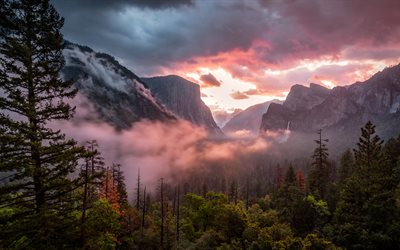 4k, Amerika, Yosemite Valley, morgon, Yosemite National Park, dimma, skogen, Kalifornien, USA