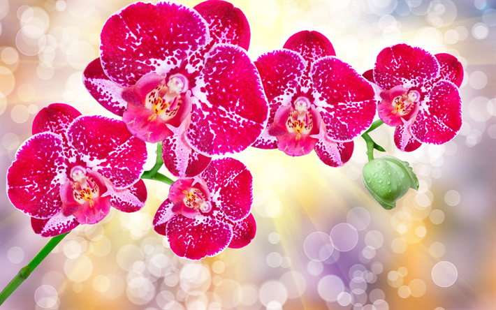 pink orchids, tropical flowers, a branch of an orchid, beautiful flowers, orchids