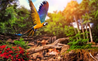 arara, papagaio, tr&#243;picos, aves, a vida selvagem
