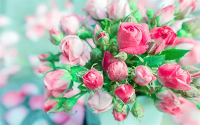 bouquet de roses, close-up, de roses roses, de belles fleurs, des bourgeons, des roses