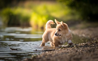 river, welsh corgi, cute animals, puppy, funny animals, dogs, Pembroke Welsh Corgi