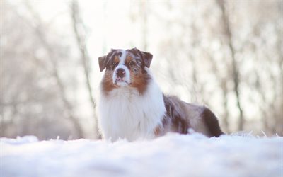 Australian Shepherd Dog, snow, winter, white fluffy dog, cute animals, dogs, evening, sunset, Aussie