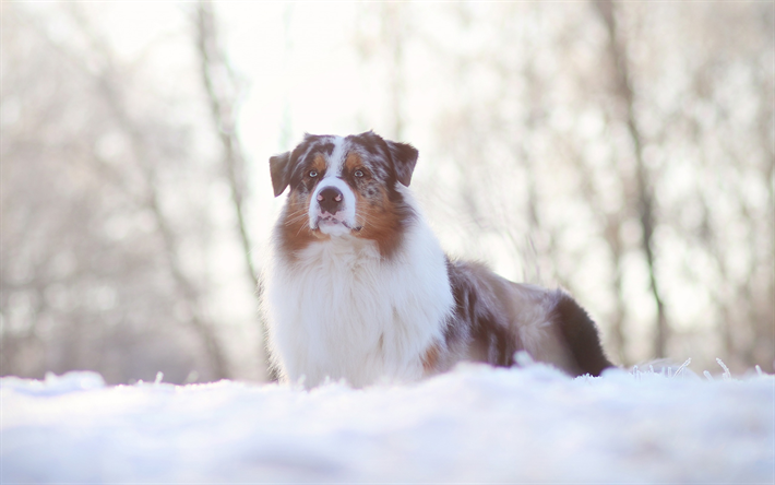 Pastor australiano Perro, nieve, invierno, blanco esponjoso perro, animales divertidos, perros, tarde, puesta de sol, Aussie