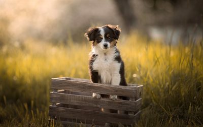 Berner Sennenhund, lawn, pets, sennenhund, puppy, dogs, Bernese Mountain Dog, blur, cute animals, Berner Sennenhund Dog