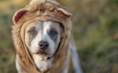 American pit bull terrier, dr&#244;les de v&#234;tements, grand chien, animaux mignons, les animaux de compagnie, chiens