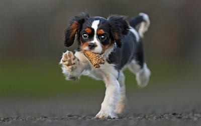 Cavalier King Charles Spaniel, running dog, bokeh, cute animals, dogs, pets, Cavalier King Charles Spaniel Dog