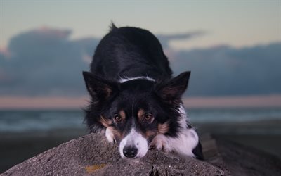 Border collie, evening, sunset, black fluffy dog, cute animals, dogs