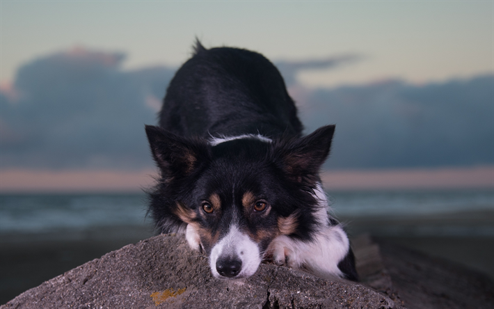 Border collie, sera, tramonto, nero soffici cane, simpatici animali, cani in