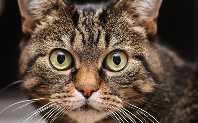 American Bobtail, close-up, pets, domestic cat, cute animals, cats, American Bobtail Cat