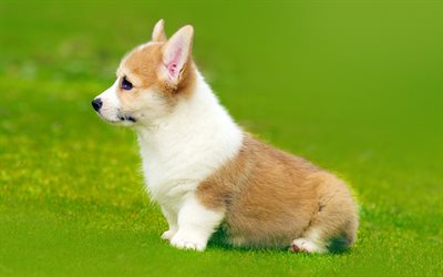 Corgi, puppy, pets, Welsh Corgi, green grass, dogs, lawn, Welsh Corgi Dog, Pembroke Welsh Corgi