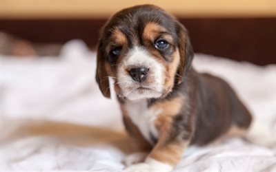 beagle, small brown puppy, long brown ears, pets, cute dogs
