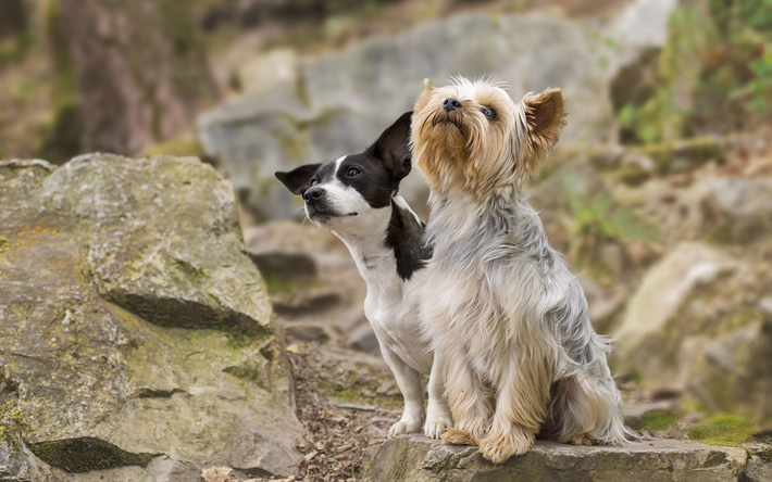 yorkshire terrier, s&#252;&#223;en, flauschigen hund, freunde, wei&#223;, schwarz, hunde, haustiere