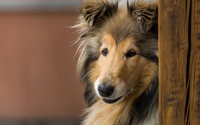 Rough Collie, Lassie dog, big fluffy dog, cute animals, pets, dogs, Long-Haired Collie
