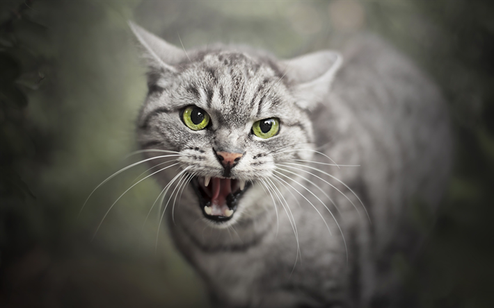 gray cat, fangs, fury, aggressive cat, pets, cats, American shorthair cat