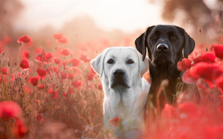 white labrador, retrievers, black retriever, cute dogs, pets, red wildflowers, labradors
