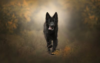 Black German Shepherd, puppy, bokeh, autumn, cute animals, German Shepherd, dogs, running dog, German Shepherd Dog, black dog