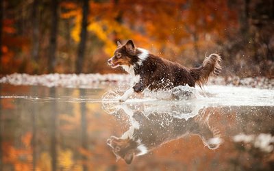 Border Collie, autumn, cute animals, river, pets, brown border collie, dogs, Border Collie Dog