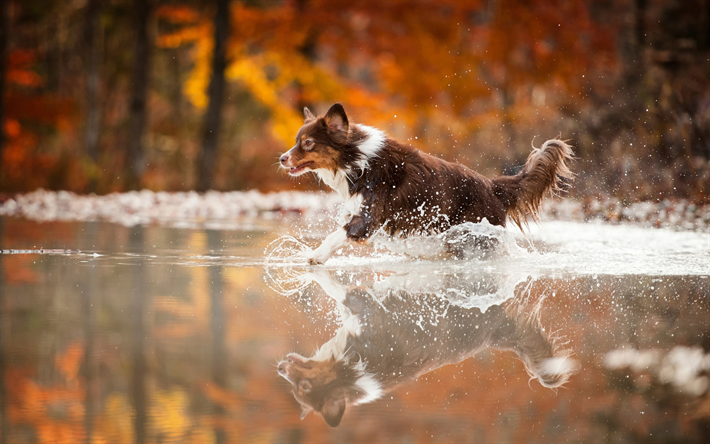 ボーダー Collie, 秋, かわいい動物たち, 川, ペット, 茶色のボーダー collie, 犬, ボーダー Collie犬