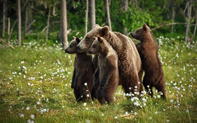 family of bears, little cubs, mother and young, wildlife, forest, predators, bears