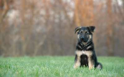 small puppy, German shepherd, puppies, green grass, cute little animals, pets, dogs