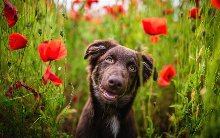 brown aussie, cute dog, field, blur, cute animals, brown Australian Shepherd