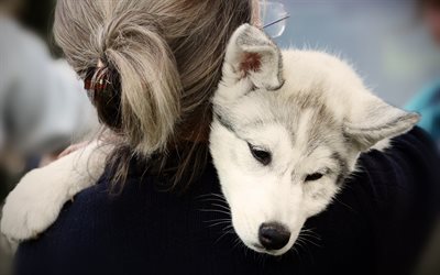 little husky, cute puppy, pets, small gray dog, Siberian husky