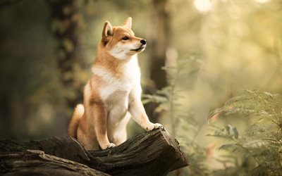 Shiba Inu, bokeh, pets, autumn, cute dog, forest, dogs, Shiba Inu Dog