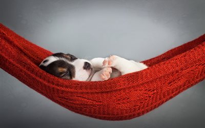 Beagle, puppy, cute dog, pets, sleeping dog, hammock, dogs, cute animals, Beagle Dog