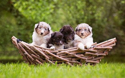 small Aussie puppies, basket, cute animals, pets, Australian Shepherds, white puppies, black puppies, dogs