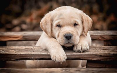 labrador, close-up, puppy, retriever, small labrador, bokeh, pets, summer, cute animals, labradors, golden retriever