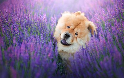 chow-chow, brown fluffy cute dog, pets, dogs, wildflowers, lavender field
