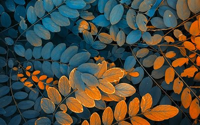 l&#39;automne de la texture, floral, texture, les feuilles d&#39;automne de la texture, arri&#232;re-plan avec des feuilles, des feuilles de texture