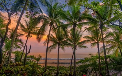 Caraibi, palme, isole tropicali, tramonto, sera, palme sullo sfondo del mare, Costa Rica